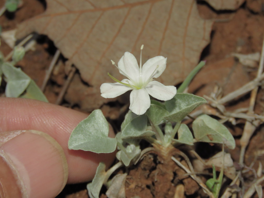Dichondra nivea