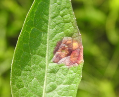 Puccinia caricis-montanae