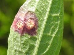 Puccinia caricis-montanae
