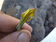 Nothocalais troximoides