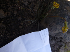 Nothocalais troximoides