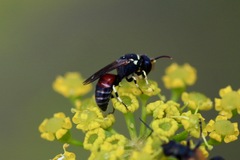 Hylaeus variegatus
