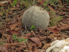 Mammillaria haageana conspicua