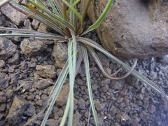 Nothocalais troximoides