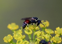 Hylaeus variegatus