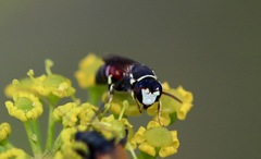 Hylaeus variegatus