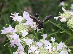 Physocephala marginata
