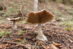 Clitocybe glacialis
