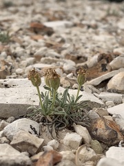 Erigeron untermannii