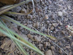 Nothocalais troximoides