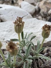 Erigeron untermannii