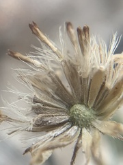Erigeron untermannii
