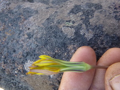 Nothocalais troximoides