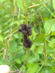 Hemileuca eglanterina