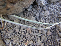 Nothocalais troximoides