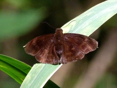 Aethilla echina