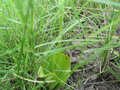Satyrium sphaerocarpum