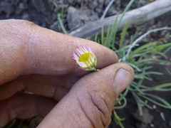 Erigeron breweri