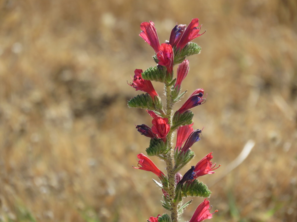 Echium tuberculatum