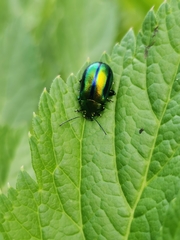 Oreina gloriosa