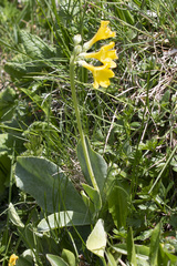 Primula auricula