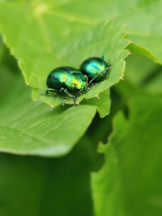 Oreina gloriosa