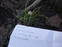 Erigeron breweri