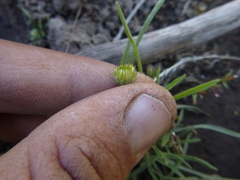 Erigeron breweri