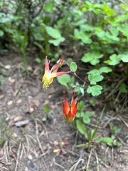 Aquilegia elegantula