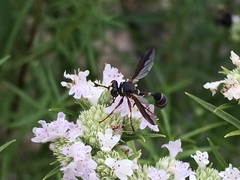 Physocephala marginata