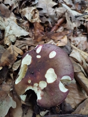 Russula