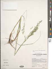 Poa alpigena