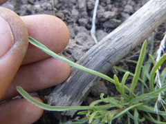 Erigeron breweri