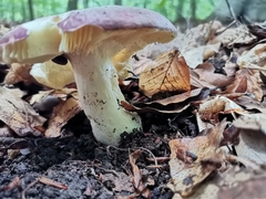 Russula