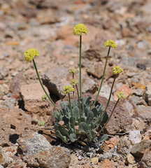 Eriogonum alexanderae