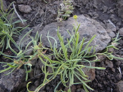 Erigeron breweri