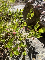 Vaccinium myrtillus
