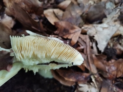 Russula
