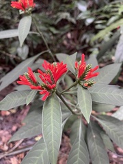 Aphelandra longiflora