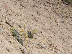Eriogonum alexanderae