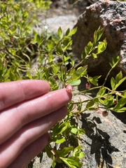 Vaccinium myrtillus
