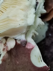 Russula