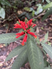 Aphelandra longiflora