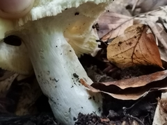 Russula