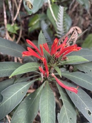 Aphelandra longiflora