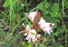 Satyrium sphaerocarpum