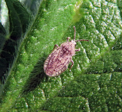 Tingis pilosa