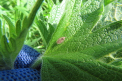Tingis pilosa