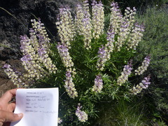 Lupinus arbustus