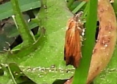 Eucosma radiatana
